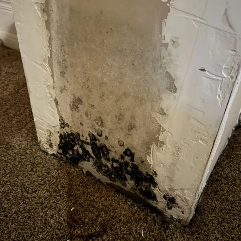 Professional Mold Removal in Connell, WA